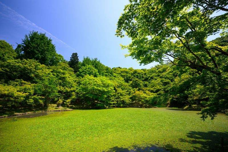 剪定・年間メンテナンス